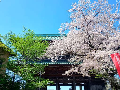 令和６年中山法華経寺ソメイヨシノ花見１