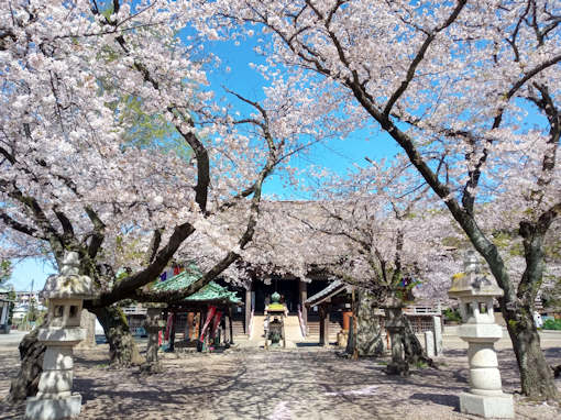 令和６年中山法華経寺ソメイヨシノ花見２