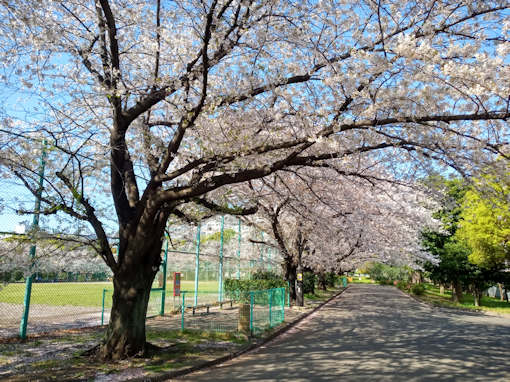 令和６年亀戸中央公園ソメイヨシノ花見