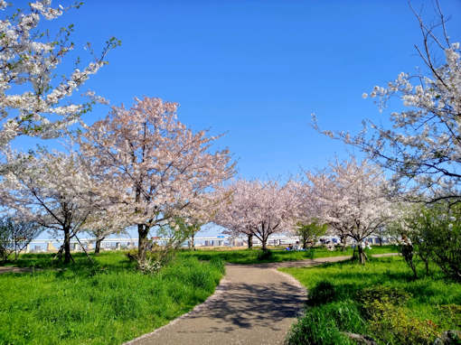 令和６年小松川千本桜公園ソメイヨシノ花見