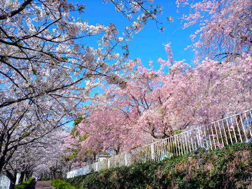 令和６年小松川千本桜公園しだれ桜の滝