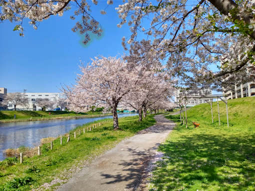 令和６年旧中川ソメイヨシノ花見