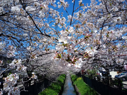 令和６年真間川ソメイヨシノ花見