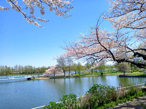 令和６年水元公園ソメイヨシノ花見