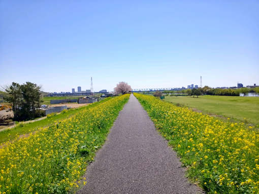 令和６年矢切の渡し公園ソメイヨシノと菜の花