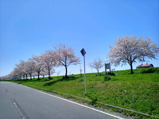 令和６年柳原補水門付近ソメイヨシノ花見