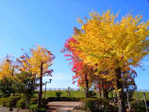 令和３年椿第二児童公園の紅葉１