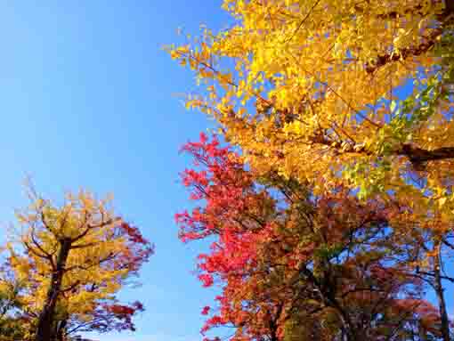 令和３年秋椿第二公園の紅葉