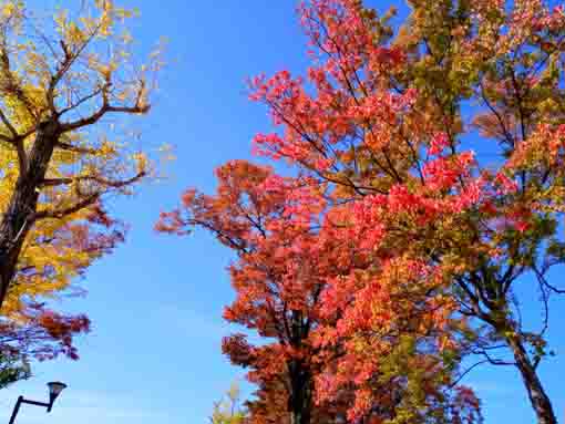 令和３年椿第二児童公園の紅葉３