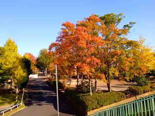 令和３年椿第二児童公園の紅葉４