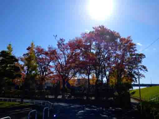 令和３年椿第二児童公園の紅葉５