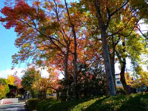 令和３年椿第二児童公園の紅葉８