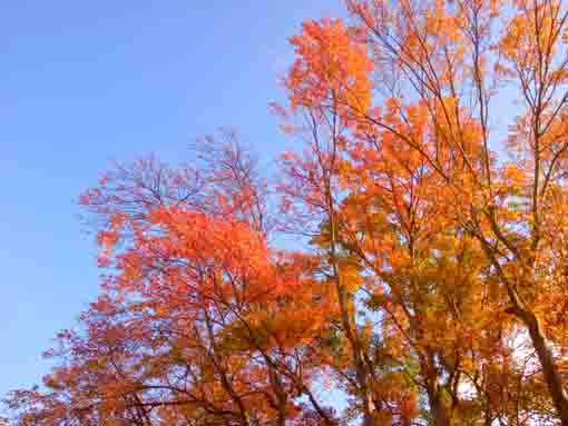 令和３年椿第二児童公園の紅葉６