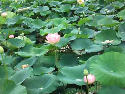 法華経寺竜王池に咲く蓮の花