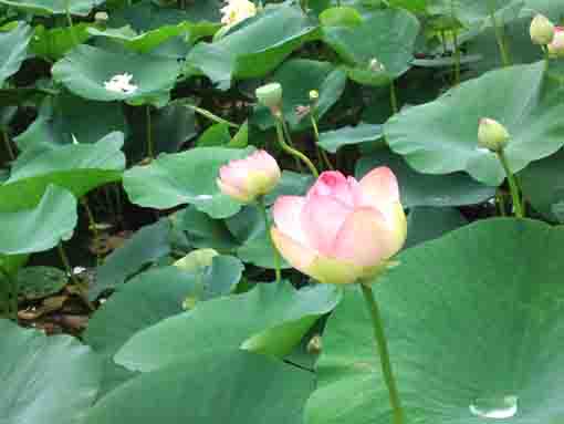 法華経寺竜王池に咲く大輪の蓮の花