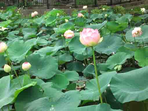 法華経寺竜王池いっぱいに咲く蓮の花