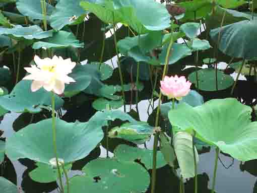 中山法華経寺８月お盆の蓮の花