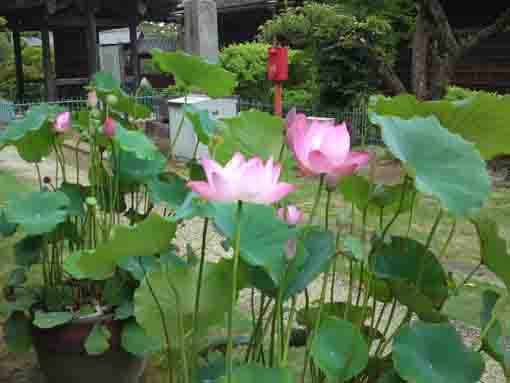 法華経寺刹堂水鉢に咲く蓮の花