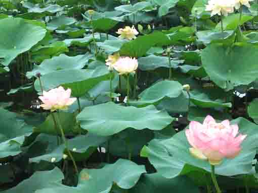 竜王池を彩る蓮の花