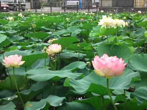 竜王池いっぱいに咲く蓮の花々