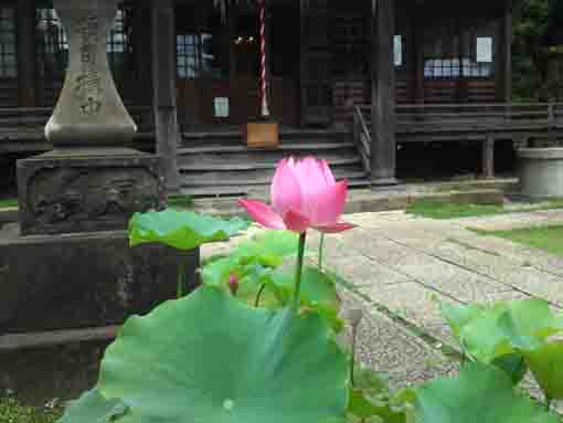 法華経寺刹堂前に咲く蓮の花