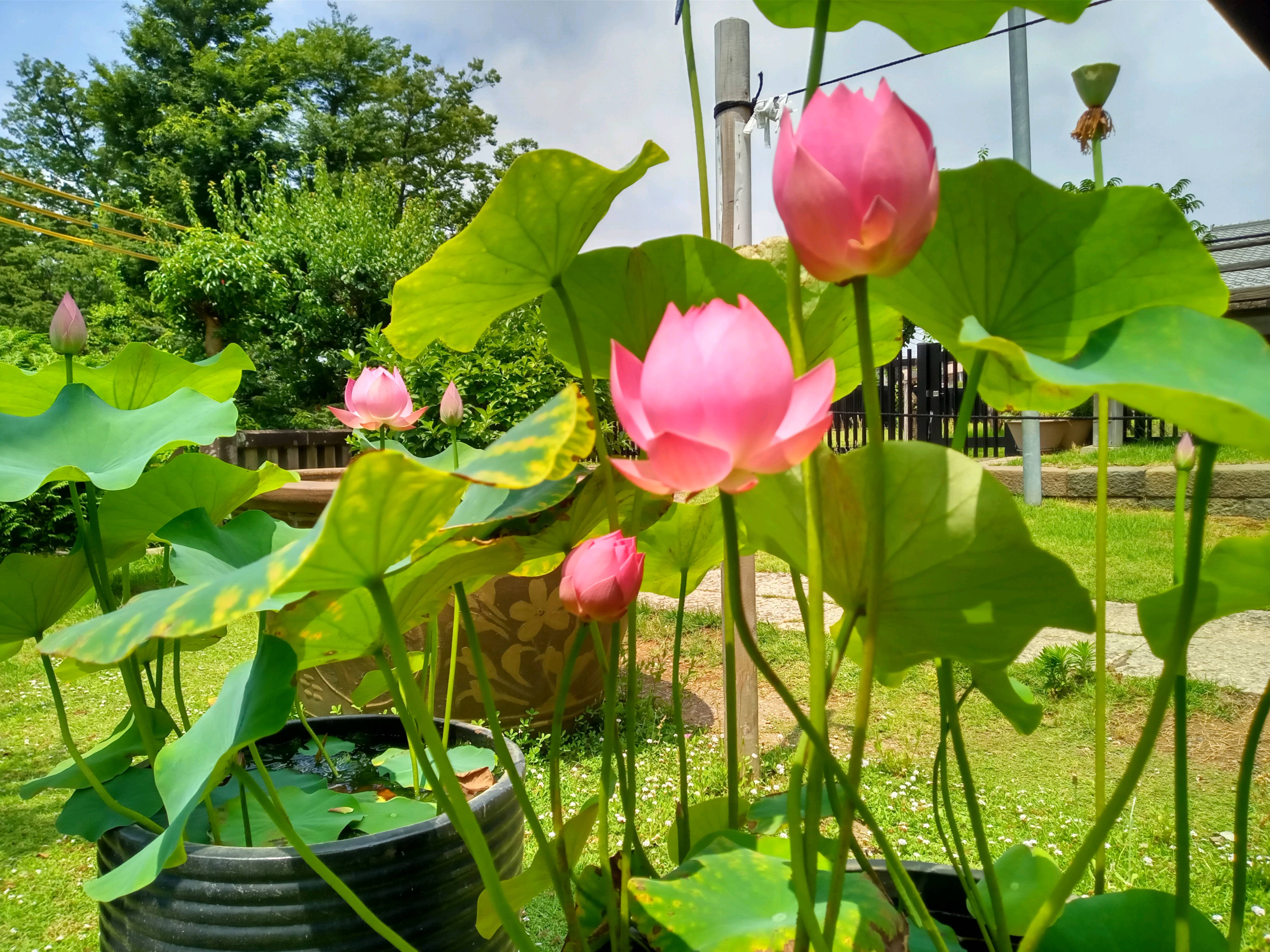 中山法華経寺刹堂前に咲く蓮の花