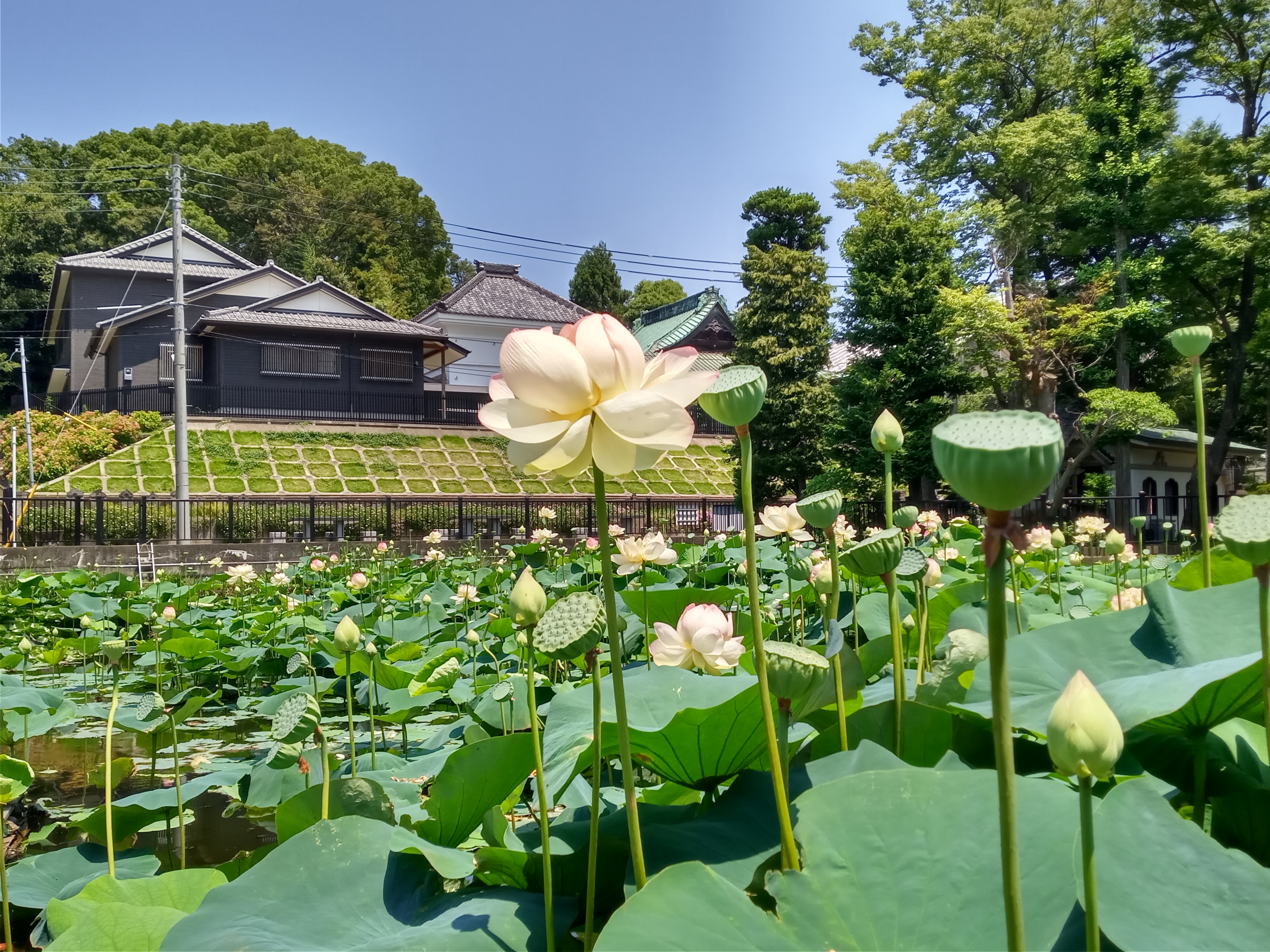 中山法華経寺の竜王池に咲く蓮の花