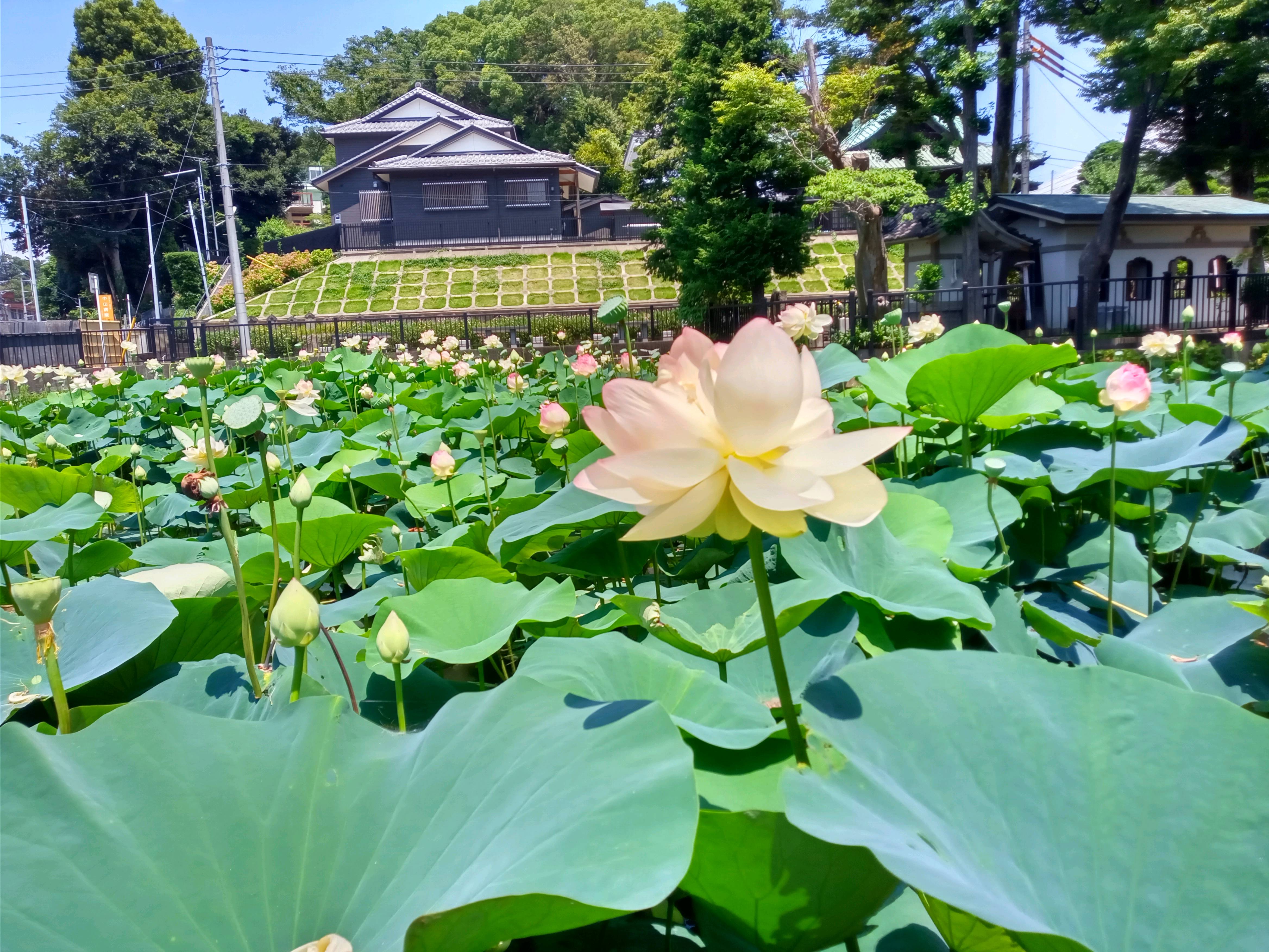 中山法華経寺の竜王池