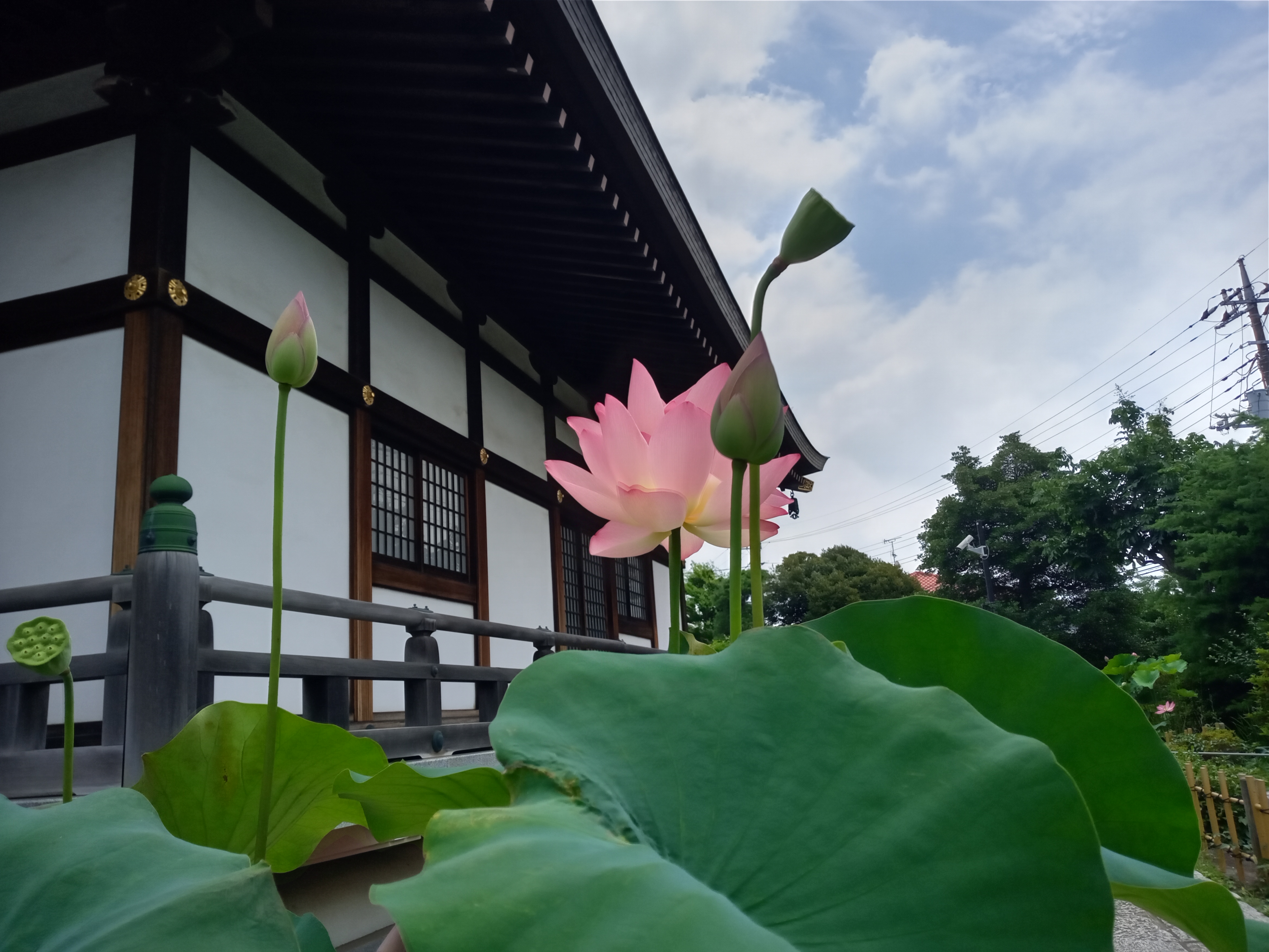 宮久保山高円寺の蓮の花