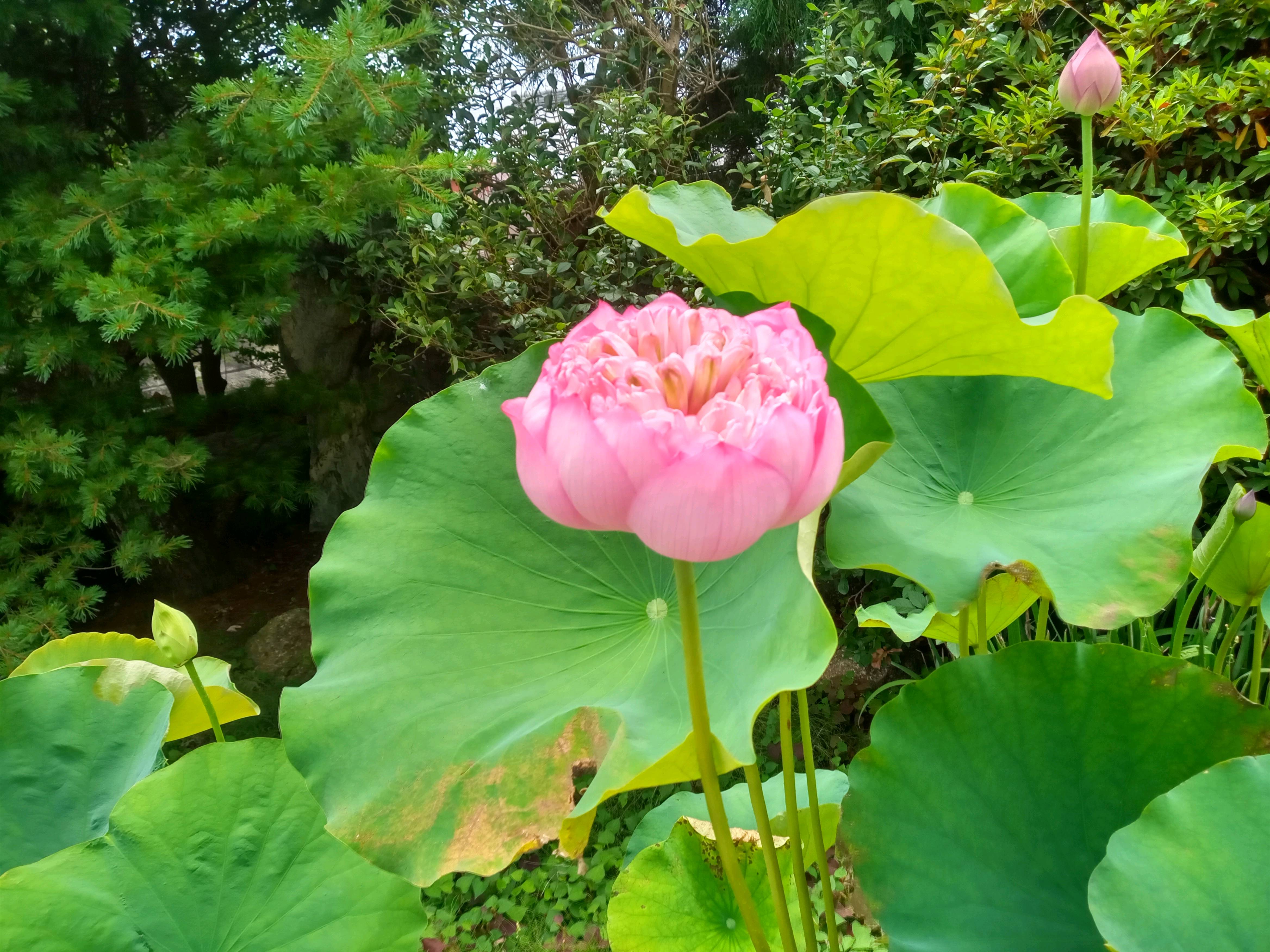 令和５年水元公園で盛りを迎えた蓮の花１