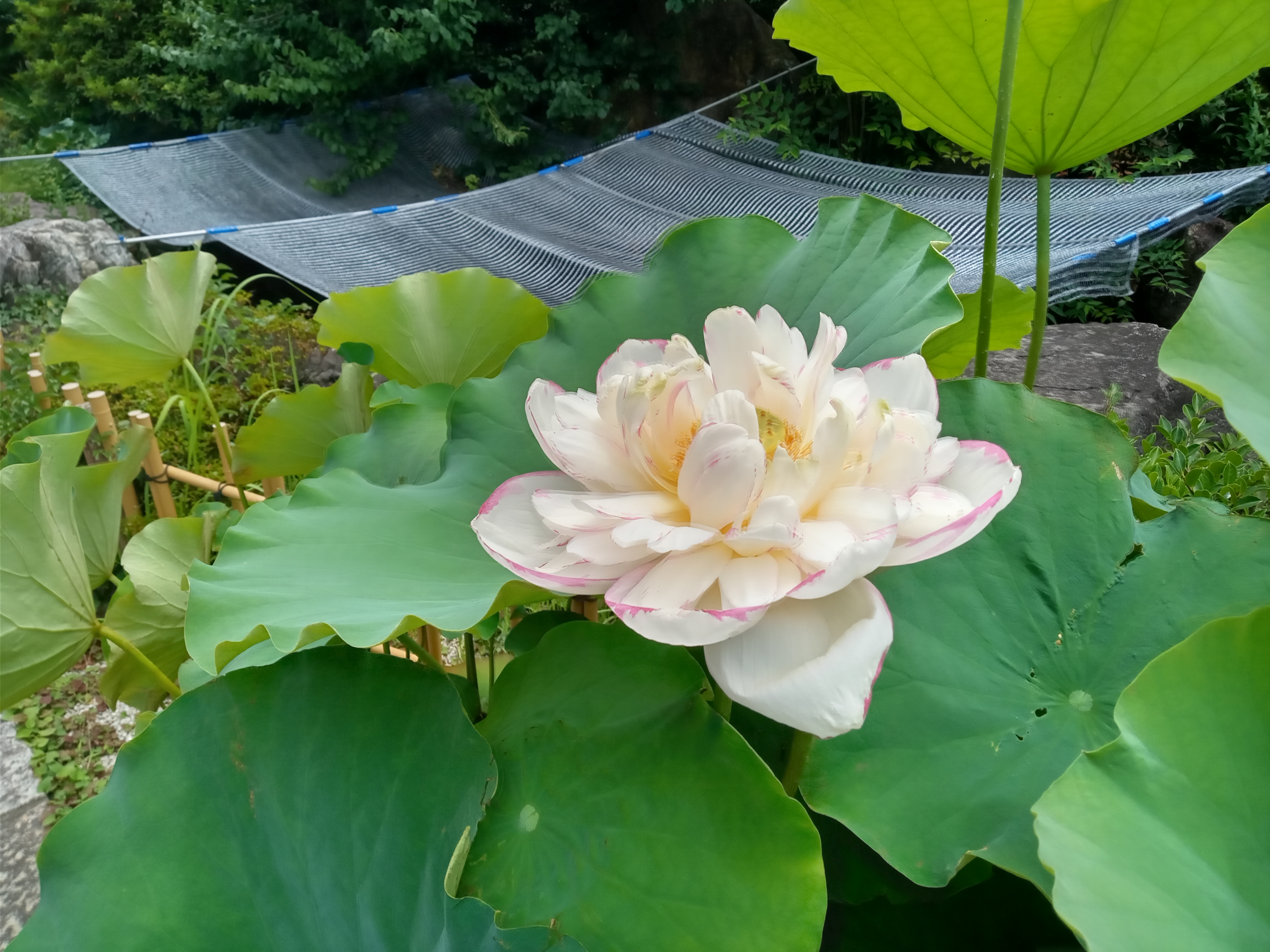 宮久保山高円寺に咲く蓮の花