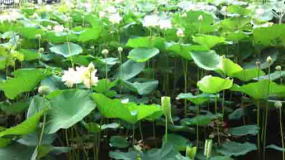 lotus on the ryuo-ike pond in Hokekyo-ji