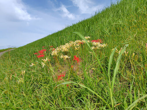 �ߘa�V�N�H�]�ː�͐�~�ɍ炭�q�K���o�i�P