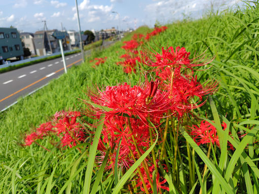 �ߘa�V�N�H�]�ː�͐�~�ɍ炭�q�K���o�i�V