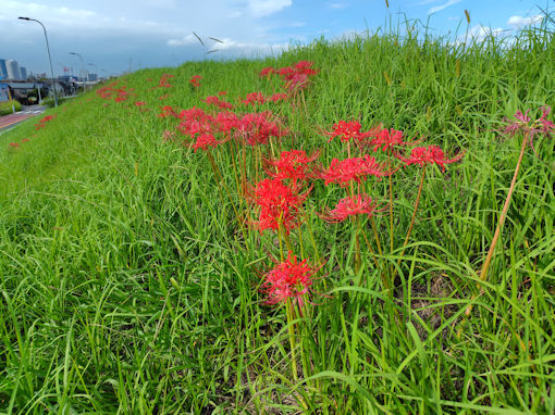 �ߘa�V�N�H�̍]�ː�͐�~