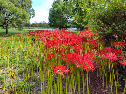 �ߘa�V�N�H���������ɍ炭�q�K���o�i�P