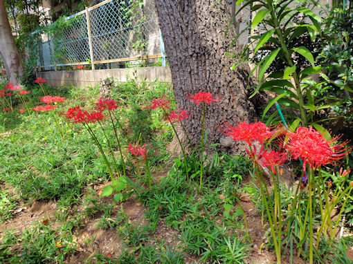 �ߘa�V�N�H�����_�Ђɍ炭�q�K���o�i�R