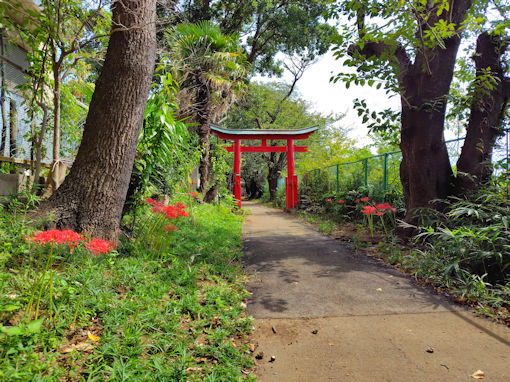 �ߘa�V�N�H�����_�Ђɍ炭�q�K���o�i�P