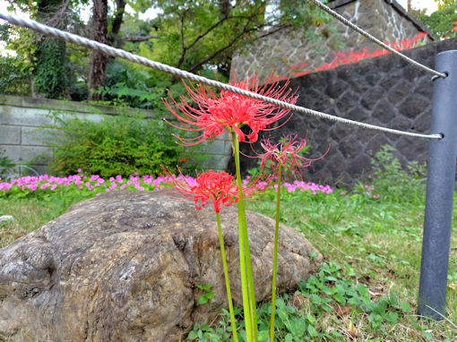 �ߘa�V�N�H�a�����󑠉@�ɍ炭�q�K���o�i�Q