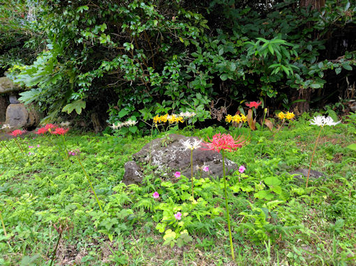 �ߘa�V�N�H�a�����󑠉@�ɍ炭�q�K���o�i�T