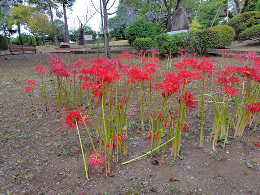 �ߘa�V�N�H�{�a�c�����ɍ炭�q�K���o�i�P