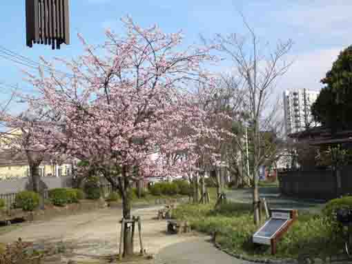 Shuzenji Higan Sakura in 2018