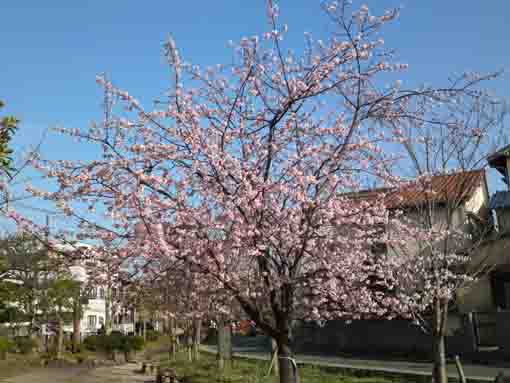 Shuzenji Higan Sakura in 2019