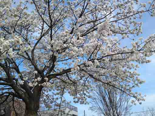 Shuzenji Higan Sakura in Shinkawa in 2019