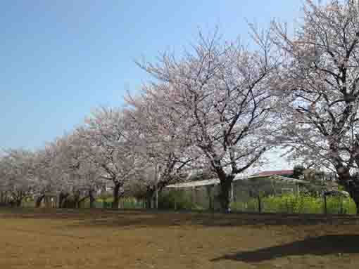 東高校近くに咲く桜１