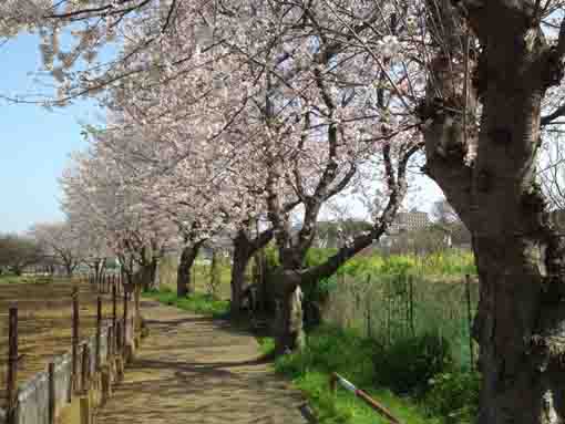 令和２年市川東高校前の桜並木�A
