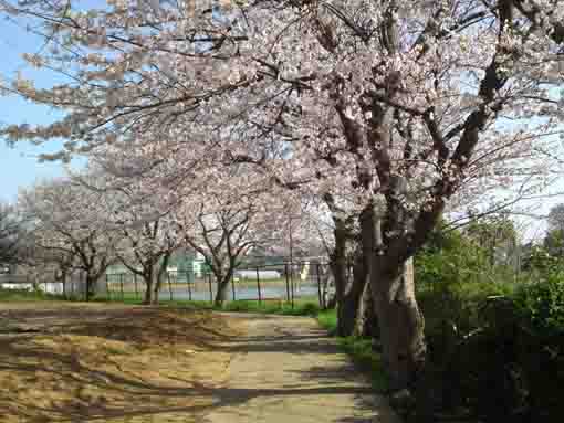 令和２年市川東高校前の桜並木�B