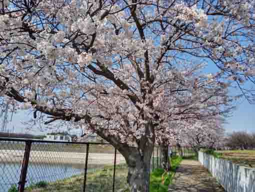 市川東高校周辺の桜並木２