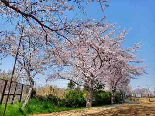 東高校近くに咲く桜４