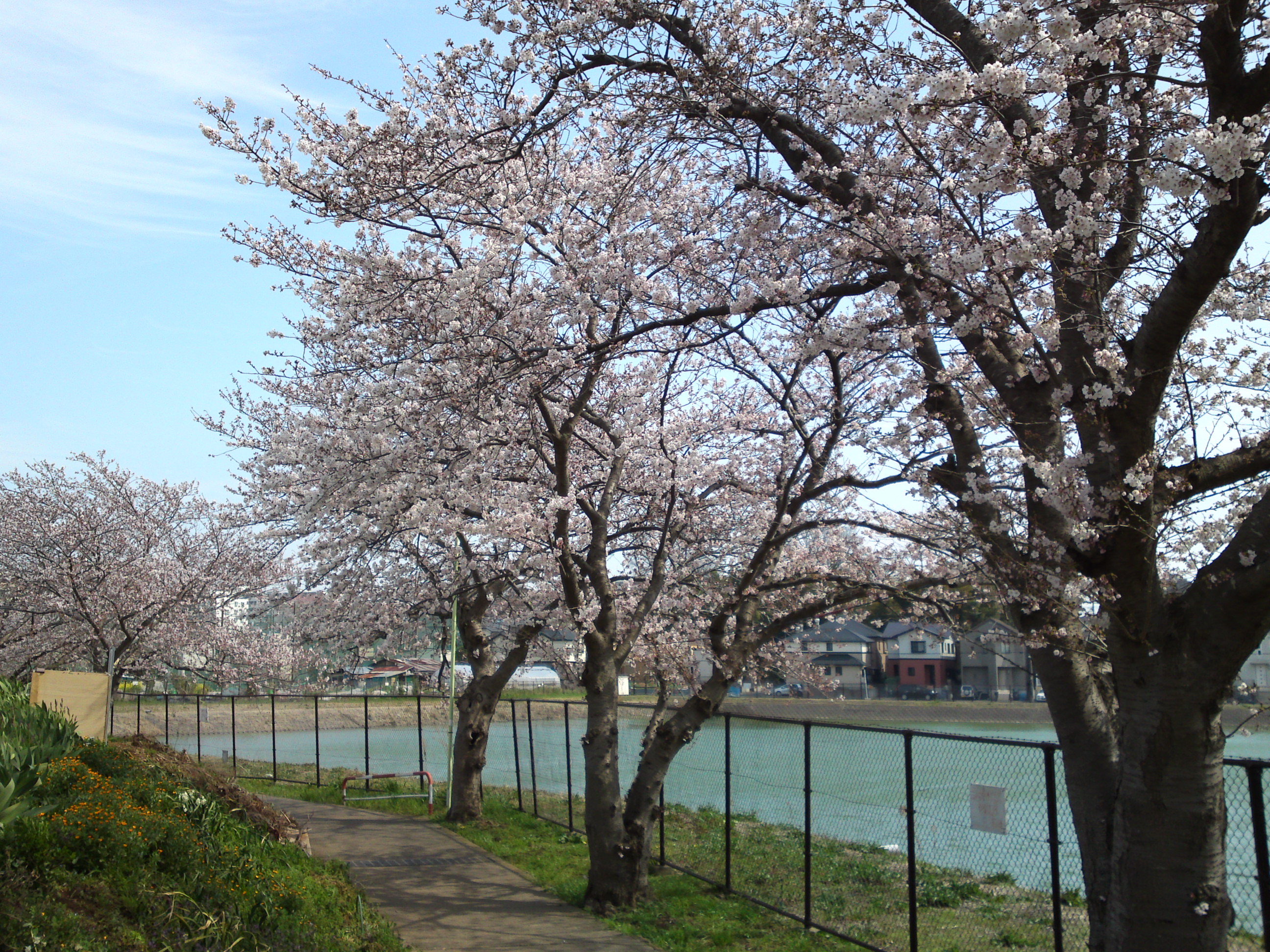 2017年市川東高校周辺の桜並木１